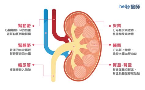 認識腎臟病｜腎臟功能與位置、腎病原因、分期與治療