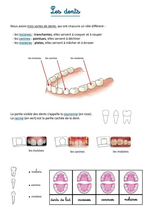 Les dents Les activités de maman