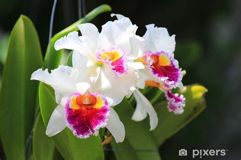 Cattleya Colombian Flower Meaning Home Alqu