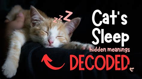 Why Does Your Cat Sleep With You Unveiling The Hidden Meaning Of Your