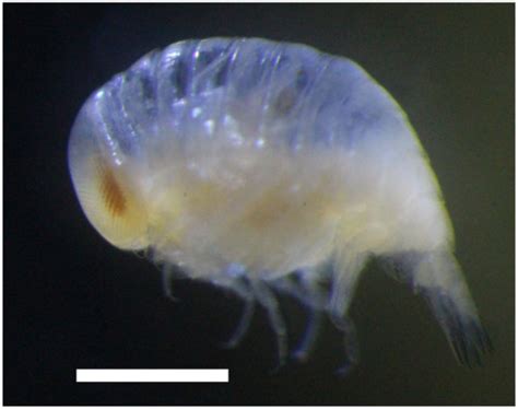 Hydrobiology | An Open Access Journal from MDPI