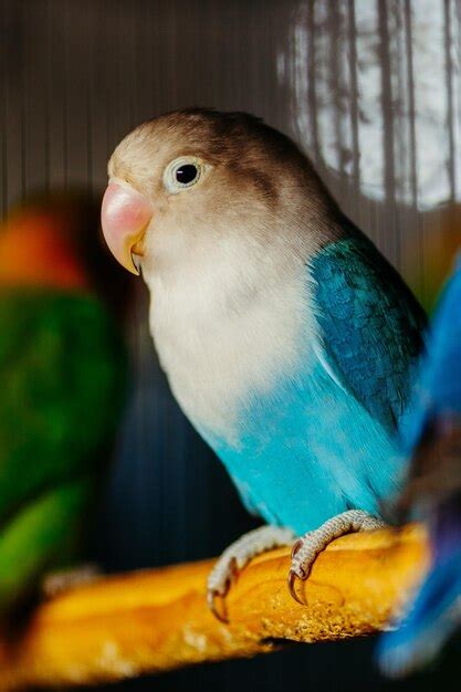 Um pássaro azul e branco um bico amarelo senta se em uma gaiola