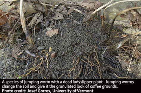 Invasive Spotlight Asian Jumping Worms