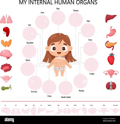 Anatomie Corps Humain Infographies Avec Mignonne Fille Sch Ma Visuel