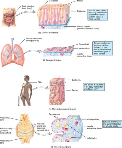 Part Chapter The Tissue Level Of Organization Flashcards Quizlet