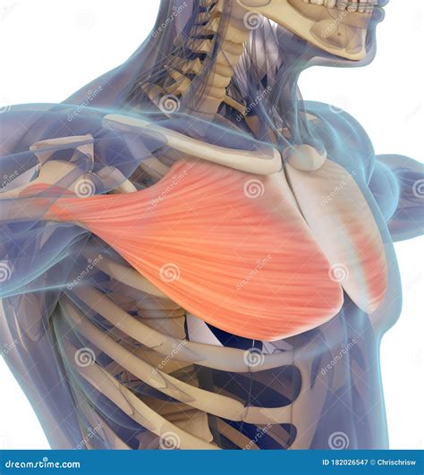 D Illustration Of Pectoralis Major Part Of Muscle Anatomy Royalty