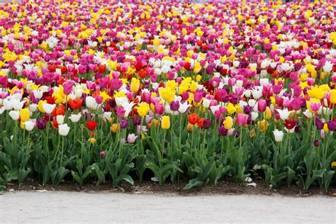 Tulipstulipfieldtulpenbluetespringtulipfieldsblossomedspring