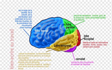 Cortical Area Human Brain Ten Percent Of The Brain Myth Aire Cérébrale