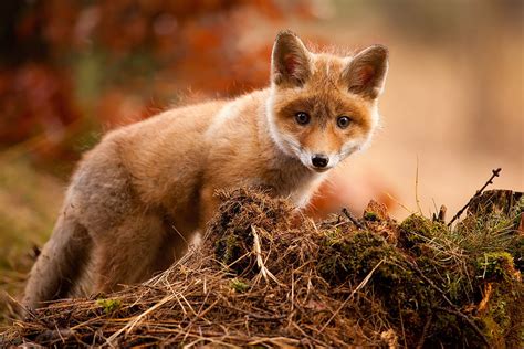 12 Baby Foxes That Are Too Cute To Be True Bored Panda