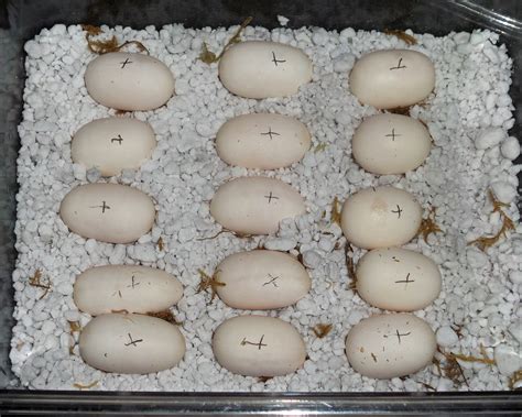 Corn Snake Egg Incubation Iwantjery