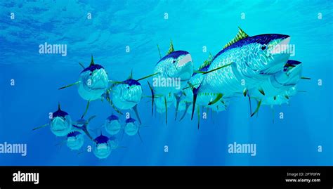 A School Of Yellowfin Tuna Hunt For Prey In The Deep Ocean Stock Photo