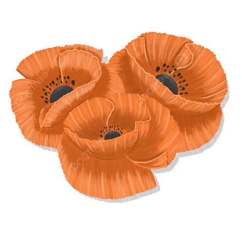 Poppy Flowers Flowers Orange Flowers Png Transparent Clipart Image