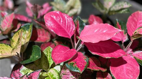 Stok Aglaonema Red Majesti Sultan Brunai Tricloor Konkom Yellow