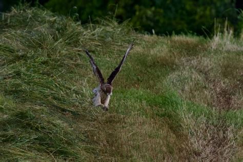 Red-tailed Hawk Successful Hunt! – Paul Gains Photography