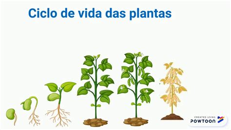 Ciclo De Vida Plantas