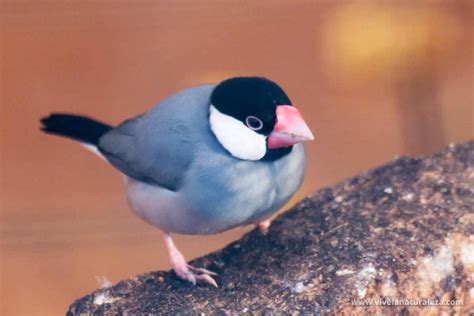 Gorrión de java Lonchura oryzivora Vive la Naturaleza