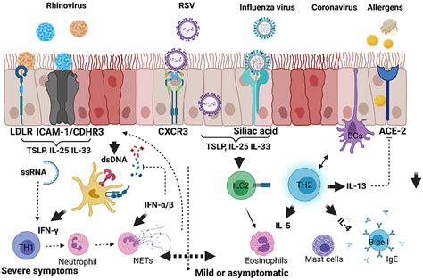 Frontiers Respiratory Viral And Bacterial Factors That Influence