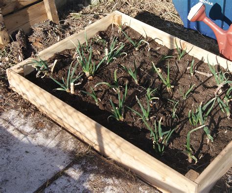 mini raised bed  steps  pictures instructables
