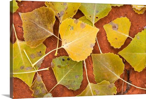 Cottonwood leaves Wall Art, Canvas Prints, Framed Prints, Wall Peels ...