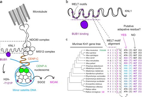 Positive Selection In A Kinetochore Protein That Regulates