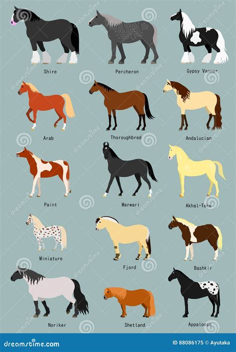 Horse Breeds Infographic Presentation Flat Poster Vector Illustration | CartoonDealer.com #209914586