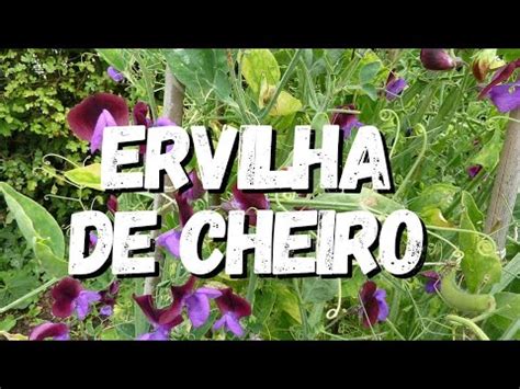 Ervilha De Cheiro Um Guia Completo Desta Planta Youtube