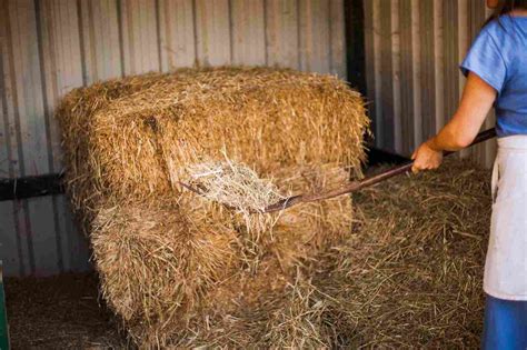 Best Quality Alfalfa Hay Supplier And Manufacturer In Pakistan