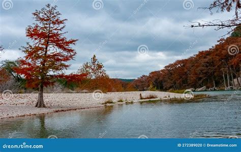 Swamp Cypress And Other Trees With Yellow Foliage Along The Riverbank