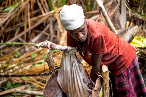 Kementan Sagu Bisa Jadi Pangan Alternatif Menghadapi Dampak Perubahan