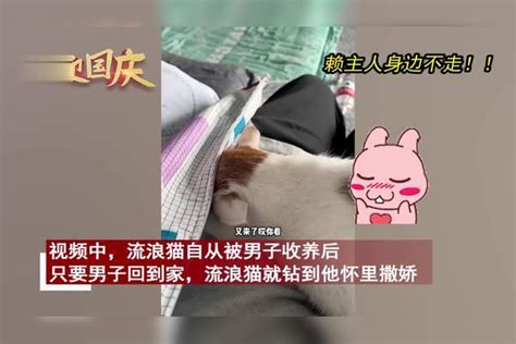 流浪猫被收养后粘主人撒娇，家猫疯狂吃醋眼睛瞪出火花：来争宠了眼睛主人火花