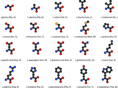 20 Amino Acids Chart