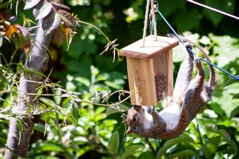 How To Keep Squirrels Out Of Bird Feeders Tips To Prevent Pests