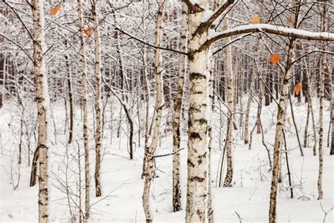 Snow Covered Forest Birch Trees Close Up Stock Image Image Of Russia