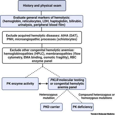 Updates And Advances In Pyruvate Kinase Deficiency Trends In Molecular