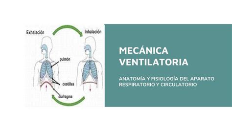 Mec Nica Ventilatoria Stephanie Ngeles Udocz