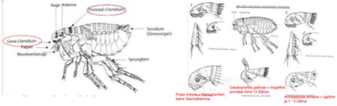 Insecta Siphonaptera Fl He Karteikarten Quizlet