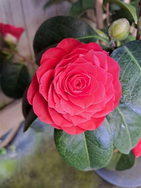 Camellia Roger Hall P Pini Res Des Vents