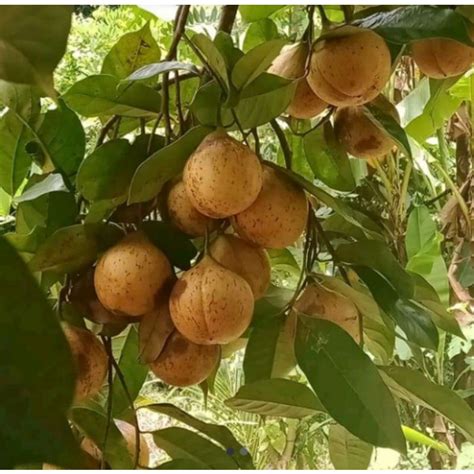 Jual Buah Pala Segarbuah Pala Organik 1kg Shopee Indonesia