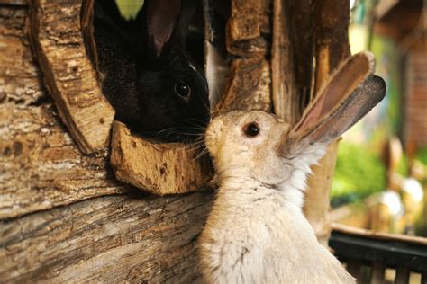 How Do I Know If My Rabbits Are Mating And What To Look For Born