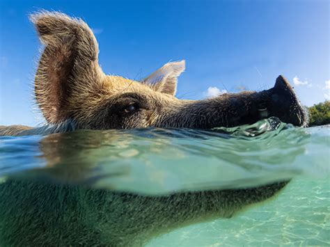 Swimming Pigs Underwater Camera Settings and Technique