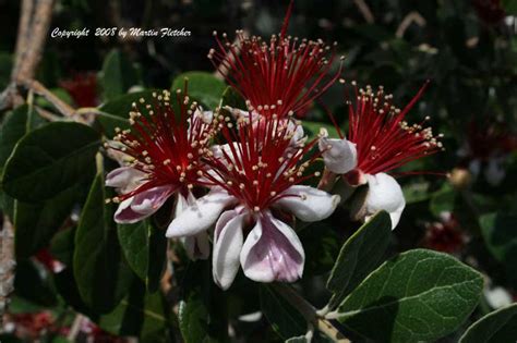 Feijoa Sellowiana Pineapple Guava California Gardens