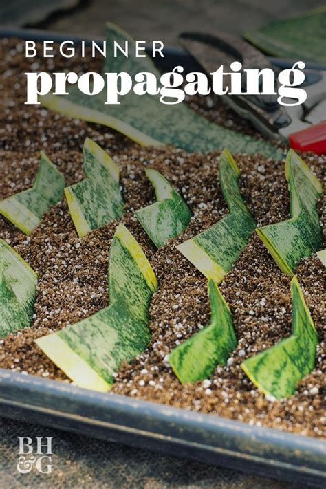 Taking Cuttings Artofit