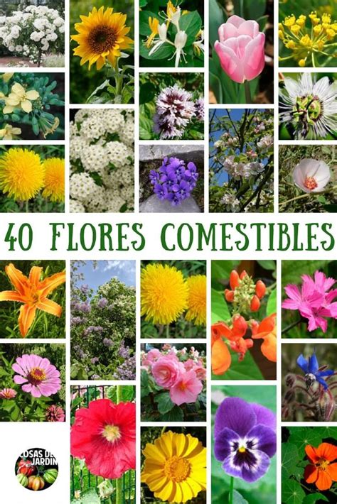 Guia TOP 40 Flores Comestibles más comunes para tus platos Flores