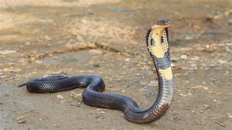 African Savannah King Cobra