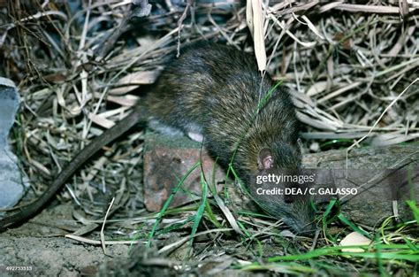 Brown Norway Rat Norwegian Rat Or Wharf Rat Muridae News Photo
