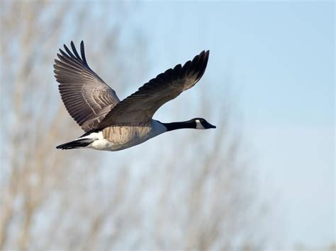 Canada Goose Migration A Complete Guide Birdfact