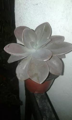 Echeveria Gibbiflora Metallica En Maceta Termoformada No 9 MercadoLibre