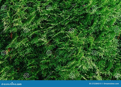 Thuja Leaves Isolated White Background Evergreen Plant Stock Photo