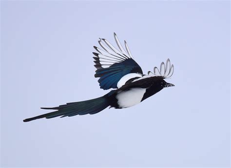 Bird Of The Week Black Billed Magpie By Jack Mirkinson