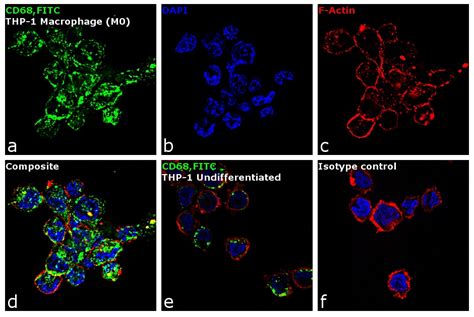 CD68 Antibody, FITC (MA1-82715)